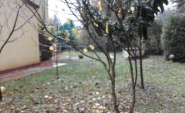 miniatura di 20171213_151832