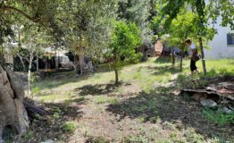 miniatura di 20210610_113818
