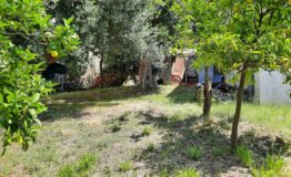 miniatura di 20210610_114412
