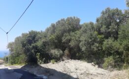 miniatura di 20260625_115818