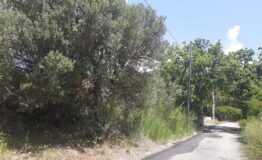 miniatura di 20260625_115823