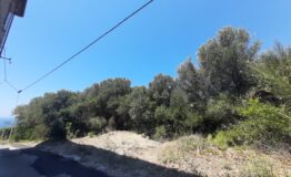 miniatura di 20260625_115835